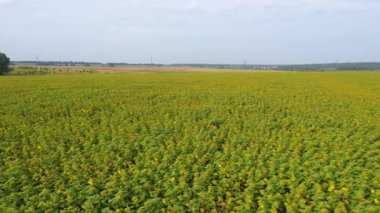 Güneşli yaz gününde ayçiçeği tarlası. Çiçek açan ayçiçekleri olan havadan görünüşlü tarım alanı.