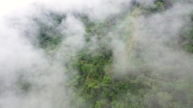 Sabah sisle kaplı bir dağın tepesindeki yağmur ormanları. Luzon Adası, Filipinler 'deki Cordillera, hava manzaralı. Tropikal iklimde yağmur bulutları.