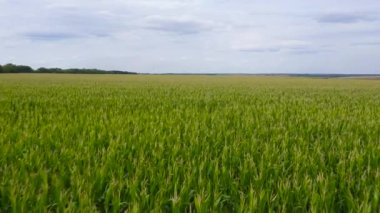 Drone 'un bakış açısından mısır tarlasının insansız hava aracı. Büyüyen mısır tarlasıyla Kırsal Arazi üzerinde Uçuşlar.