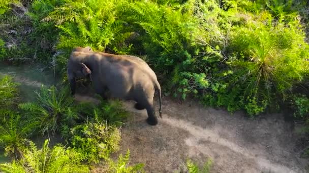 Flygfoto Över Elefantpromenader Bland Djungeln Elefanter Sin Naturliga Miljö Arugam — Stockvideo