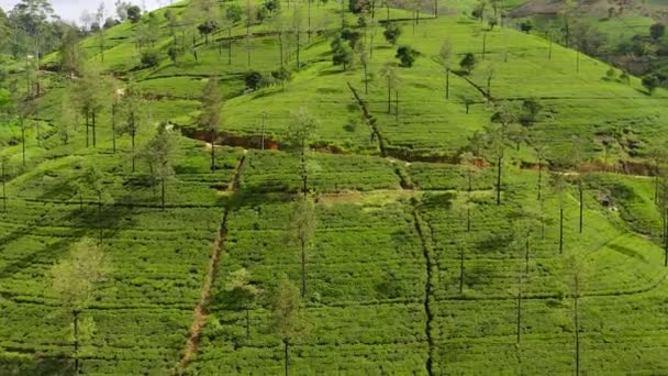 山の中の丘の中腹にお茶のプランテーションのトップビュー 茶園の風景 スリランカのヌワラエリヤ — ストック動画