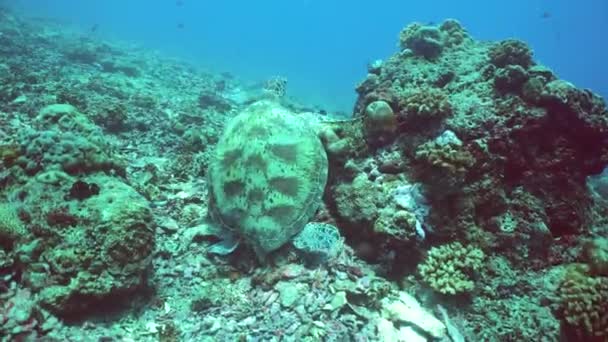 Tortue Verte Mer Trouve Sur Récif Corallien Scène Sous Marine — Video