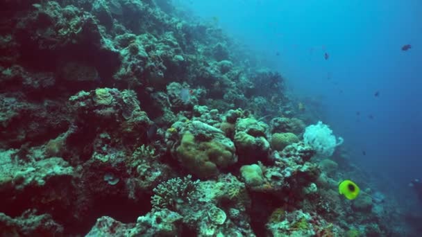 채로운 산호초 산호초입니다 물고기와 말레이시아의 — 비디오