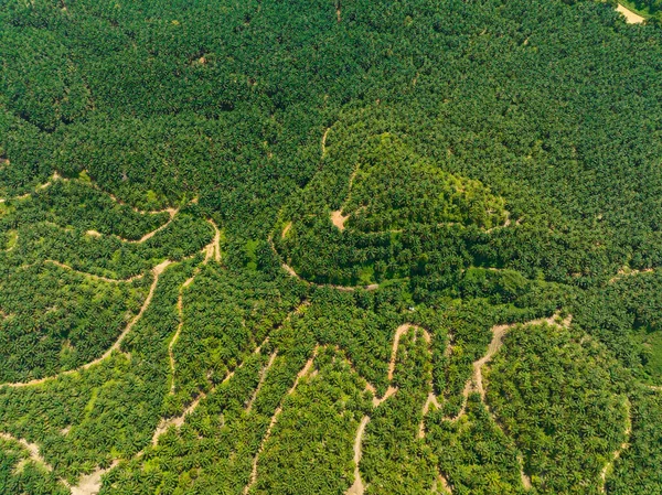 Asya Daki Yağ Palmiyesi Plantasyonlarının Havadan Görünüşü Palm Petrol Bölgesi — Stok fotoğraf