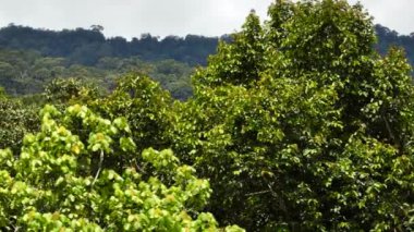 Dağlık bölgedeki yağmur ormanı ve ormanın en iyi manzarası. Borneo. Sabah, Malezya.