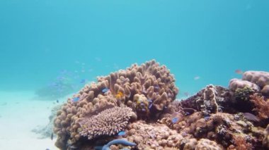 Deniz, mercan resifinin yakınında dalış. Suyun altındaki canlı mercan resiflerinde güzel renkli tropikal balıklar. Leyte, Filipinler.