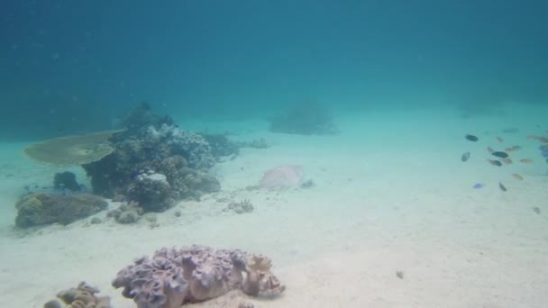 수중에 오징어는 산호초 사이의 있습니다 필리핀 레이테 — 비디오