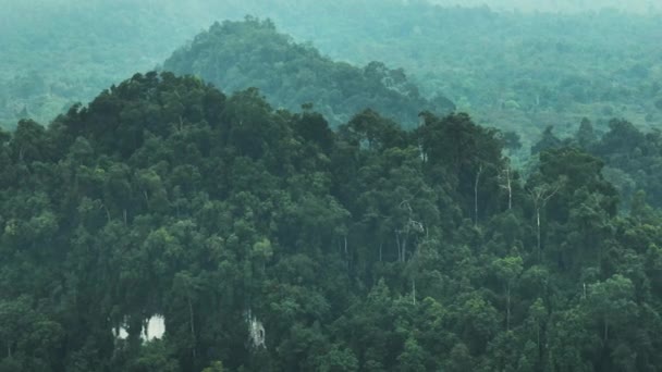 Bergdjungel Och Tropisk Skog Borneo Sabah Malaysia — Stockvideo