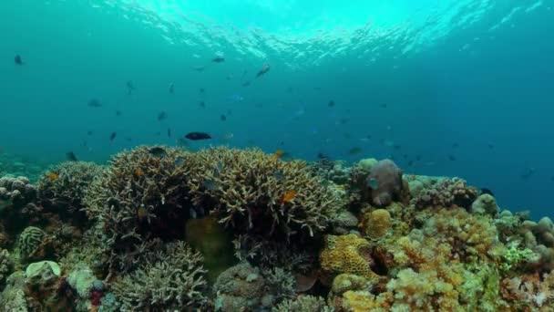 Тропічний Барвистий Підводний Морський Пейзаж Підводний Світ Кольоровою Рибою Кораловим — стокове відео