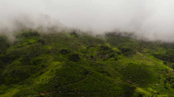 Luchtfoto Van Theeplantages Sri Lanka Theegebied Door Wolken — Stockvideo
