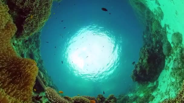 Korallzátony Víz Alatt Trópusi Halakkal Kemény Puha Korallok Víz Alatti — Stock videók
