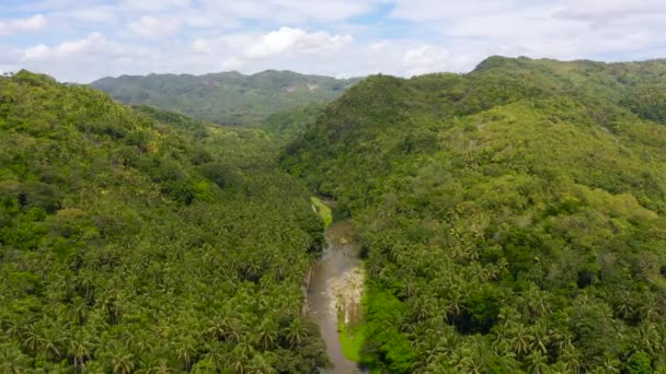 우림과 사진이 지역입니다 정글로 뒤덮여 방학에 개념이야 필리핀 레이테 지대에 — 비디오