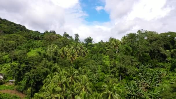 Picchi Montuosi Con Foresta Pluviale Alberi Tropicali Palme Una Collina — Video Stock