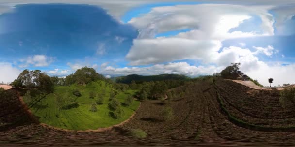 Luchtfoto Van Tea Estate Landscape Lipton Seat Haputale Sri Lanka — Stockvideo