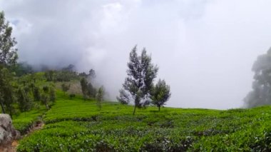 Dağlarda, bulutların arasında çay evi. Lipton Koltuğu, Haputale, Sri Lanka.