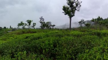 Sri Lanka dağlarındaki çay tarlaları. Çay evi..