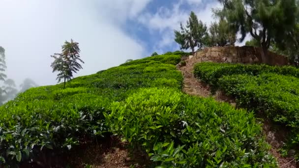 Landschap Theeplantage Van Lipton Seat Sri Lanka Theehuis — Stockvideo