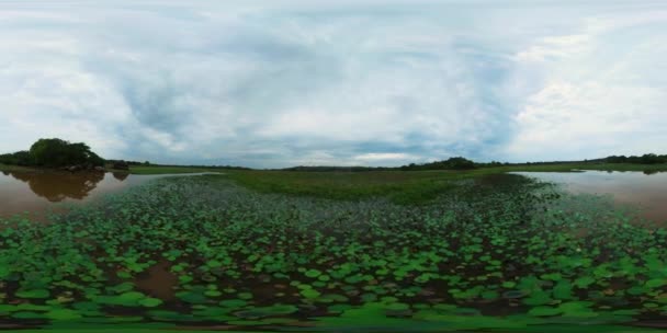 Krásná Krajina Jezero Vodními Květy Mokřinách Srí Lanka Virtuální Realita — Stock video