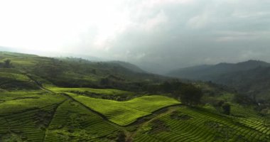 Dağlık arazideki çay tarlalarının en üst görüntüsü. Çay evi manzarası. Kayu Aro, Sumatra, Endonezya.