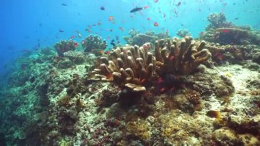 Tropik Mavi Su Renkli Balıklar. Tropik sualtı balığı. Sipadan, Malezya.