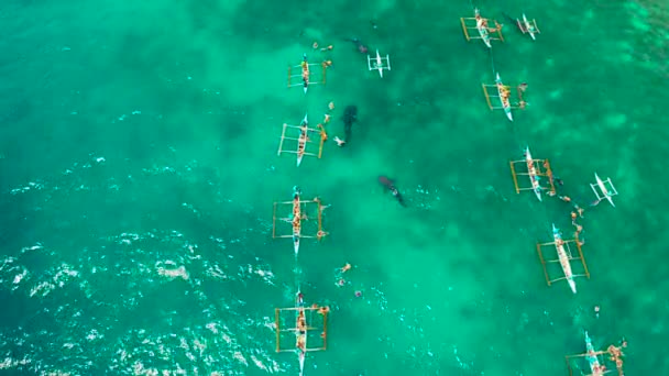 Légi Felvétel Turisták Snorkeling Nézni Bálna Cápák Türkizkék Víz Nyári — Stock videók