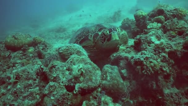 Zeeschildpad Krabt Aan Zijn Schelp Een Koraalrif Sipadan Maleisië — Stockvideo