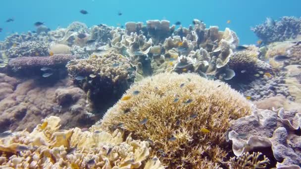 속에서 산호초를 수있다 바다에 물고기 산호초 필리핀 레이테 — 비디오