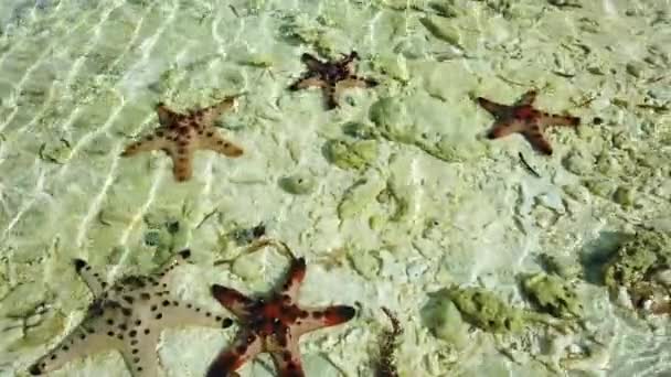 Stella Marina Una Spiaggia Tropicale Acque Cristalline Stella Del Mare — Video Stock