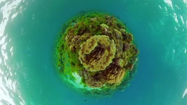 熱帯魚と水中サンゴ礁 ハードと柔らかいサンゴ 水中の風景です 旅行休暇のコンセプト フィリピンのボホール州パングラオ — ストック動画