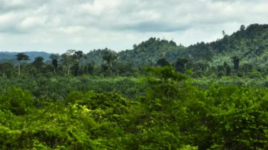 Tropikal bitki örtüsü olan bir orman manzarası. Orman manzarası. Borneo.