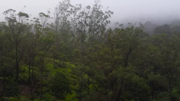 悪天候の中 霧と雲に覆われた熱帯雨林 神秘的な風景です スリランカ — ストック動画