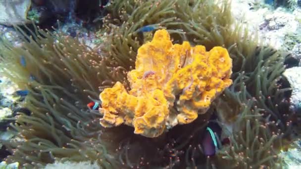 Anêmona Mar Peixe Palhaço Recife Coral Peixes Tropicais Mundo Subaquático — Vídeo de Stock