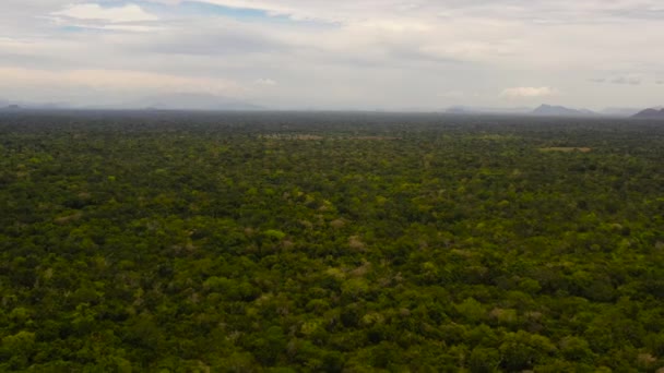 Vista Superior Selva Tropical Selva Sri Lanka — Vídeo de stock
