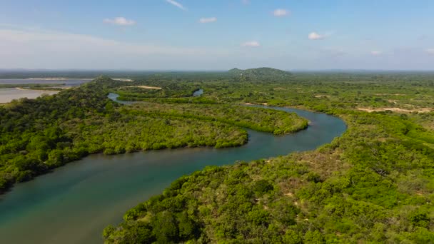 Top Kilátás Folyó Között Dzsungel Trópusi Növényzet Srí Lanka — Stock videók
