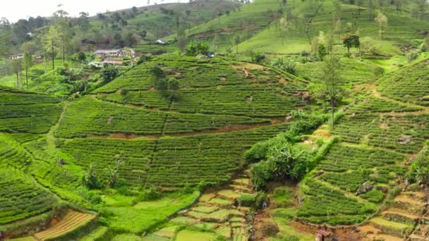 Teplantager Bergssluttningar Bergig Provins Egendom Landskap Nuwara Eliya Sri Lanka — Stockvideo