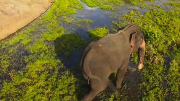 Bataklıklar Arasında Doğa Koruma Alanındaki Bir Filin Havadan Görünüşü Arugam — Stok video