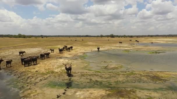 Aerial Drone Wild Water Buffaloes Reserve Kumana National Park Sri — Stock Video