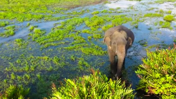 Luchtfoto Van Elephant Een Moeras Tussen Jungle Tropische Vegetatie Arugam — Stockvideo