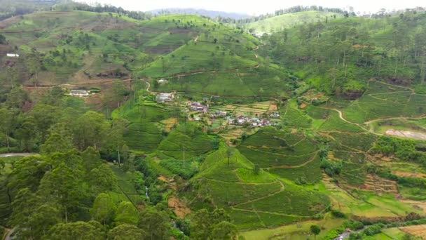 茶畑の間の山の中の村 茶園の風景 スリランカのヌワラエリヤ — ストック動画