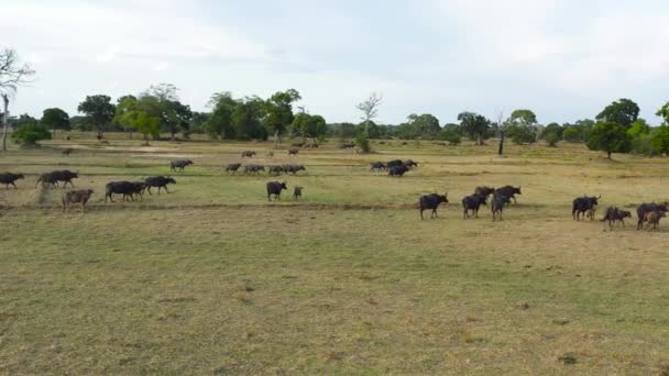 Ovanifrån Flock Bufflar Reservatet Mitt Djungeln Vilda Djur Sri Lanka — Stockvideo