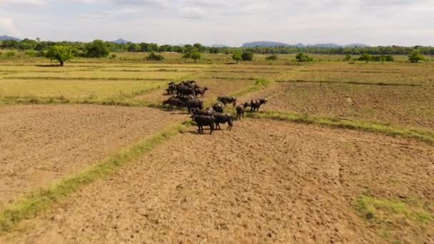 Herd Buffaloes Graze Countryside Agricultural Land — Vídeo de Stock