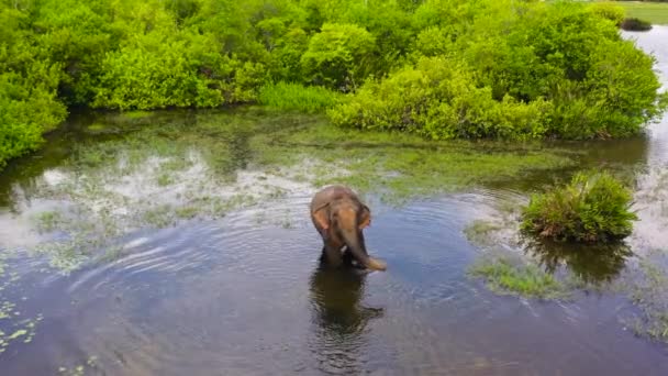 Αεροφωτογραφία Του Ελέφαντα Στη Λίμνη Φυσικό Περιβάλλον Κόλπος Αρούγκαμ Σρι — Αρχείο Βίντεο