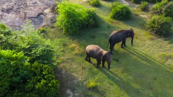 Flygfoto Elefanter Bland Djungeln Och Tropisk Vegetation Reservatet Arugam Bay — Stockvideo