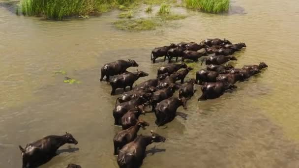 Ulusal Parktaki Nehirde Bir Bufalo Sürüsü Sri Lanka — Stok video