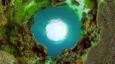 Tropikal mercan resifleri. Balıklarla, sert ve yumuşak mercanlarla. Su altı videosu. Panglao, Bohol, Filipinler.