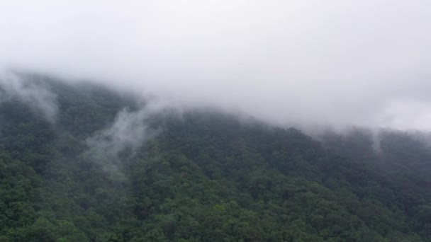 Les Montagnes Sont Couvertes Forêt Tropicale Les Sommets Montagneux Dans — Video