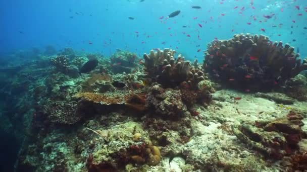 Rafa Koralowa Pod Wodą Rybami Morskim Życiem Rafa Koralowa Tropikalne — Wideo stockowe