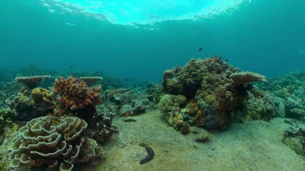 Recifes Coral Marinho Subaquático Tropical Sea Seascape Recifes Peixes Tropicais — Vídeo de Stock