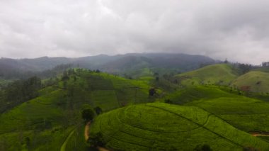 Dağların arasında çay tarlaları olan tepeler. Sri Lanka 'da çay evi. Maskeliya.