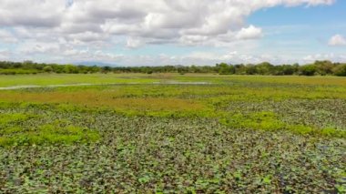 Sri Lanka Ulusal Parkı 'nda tropikal bitki örtüsü olan Bataklık' ın hava aracı..